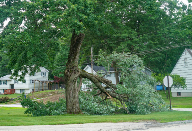 Best Tree Disease Treatment  in Dawson, TX